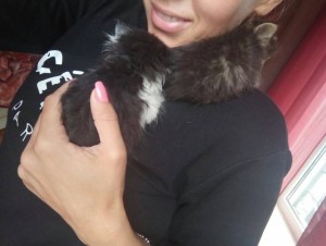 Отдам даром 3 котёнка - IMG_2538.JPG