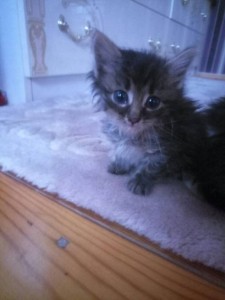 Отдам даром 3 котёнка - IMG_2540.JPG