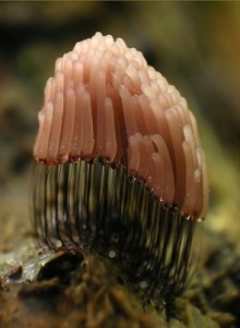 Ищу слизевиков - 4.jpg