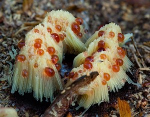 Ищу слизевиков - 6.jpg