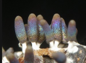 Ищу слизевиков - 9.jpg