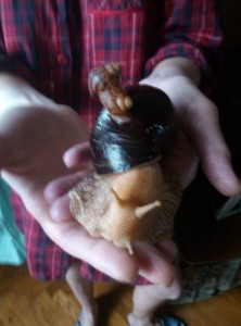 Отдам улиток ахатин - ekbnrb.jpg