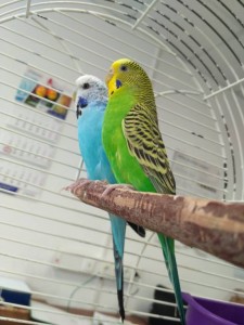 2 волнистых попугайчика в дар - IMG_20170626_124116.jpg