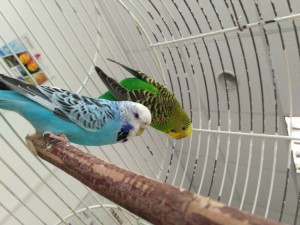 2 волнистых попугайчика в дар - IMG_20170626_123857.jpg