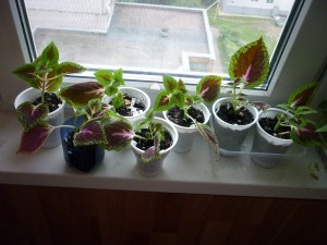 Растение колеус - 5.JPG