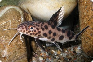 Отдам сома далматинца синодонтиса  - image.jpg