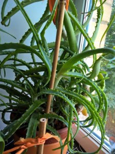 Приму в дар растения для дачи или комнатные - WP_20170711_15_38_18_Pro.jpg