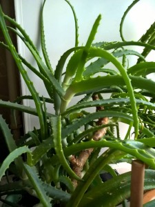 Приму в дар растения для дачи или комнатные - WP_20170711_15_38_21_Pro.jpg