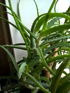 Приму в дар растения для дачи или комнатные - WP_20170711_15_38_24_Pro.jpg