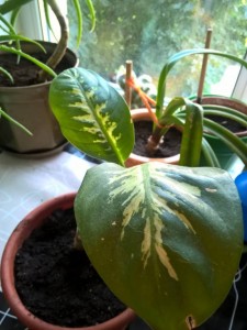 Приму в дар растения для дачи или комнатные - WP_20170711_17_03_49_Pro.jpg