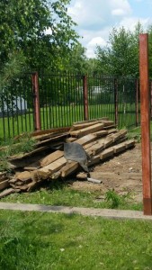 пиломатериал, брус, доски, опалубка, дрова отдам даром - 20170711_140919_1499787005229_resized.jpg