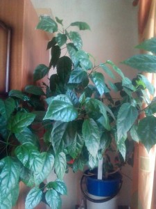 Отдано - P_20170716_150028.jpg