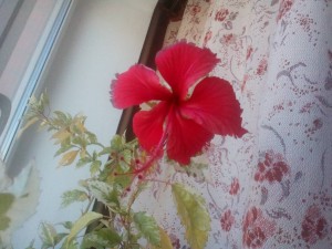 Отдано - P_20150824_132825.jpg