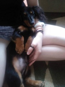 Щенок кроличьей мини таксы в добрые руки - image (3).jpg