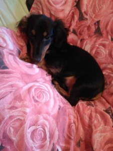 Щенок кроличьей мини таксы в добрые руки - image.jpg