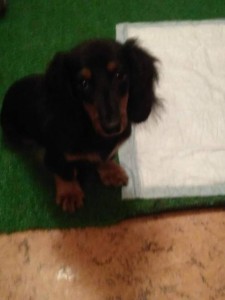 Щенок кроличьей мини таксы в добрые руки - image (1).jpg