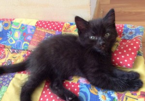 Спасеные котятки ищут добрых хозяев - WOIOHRYnLeE.jpg