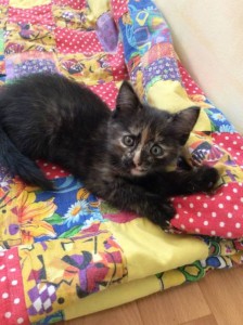 Спасеные котятки ищут добрых хозяев - 7PwENEOWlBY.jpg