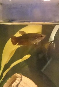 Отдам самку петушка - чудорыбапульт.JPG