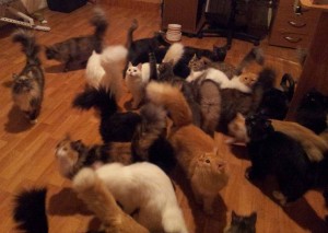 Приму в дар аренда Сгоревшему приюту Масяня Срочно требуется Помещение - 222.jpg