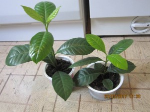 Хризантема,Гардения - 2017-07-29 07-38-30.JPG