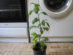 Хризантема,Гардения - 2017-07-29 07-36-52.JPG