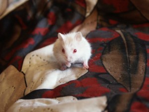 Отдам двух джунгарских хомяков альбиносов - PICT0024.JPG