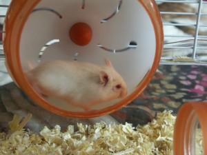 Отдам двух джунгарских хомяков альбиносов - PICT0066.JPG