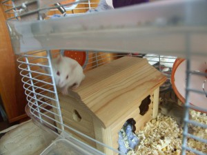 Отдам двух джунгарских хомяков альбиносов - PICT0052.JPG