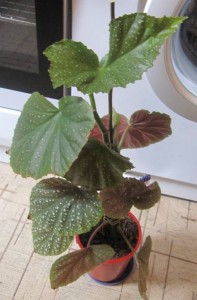 Хризантема,Гардения - 2017-08-11 08-46-20.JPG