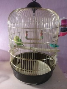 Волнистый попугйчик , самец - 20170813_111703.jpg