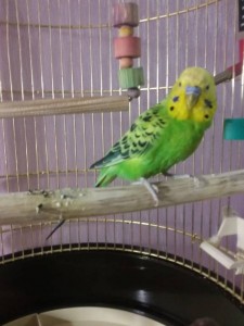 Волнистый попугйчик , самец - 20170813_111601.jpg