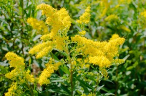 Золотарник