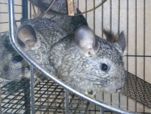 Отдам бесплатно Спасите шиншиллу от усыпления  - ШИНШИЛЛА БОЛЬНАЯ.jpg