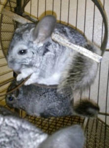 Отдам бесплатно Спасите шиншиллу от усыпления  - IMG_20161016_230035.jpg