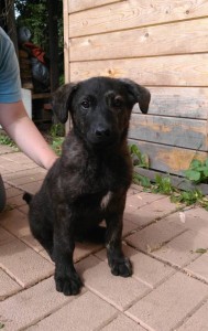 щенок - IMG_20170814_111603_1.jpg