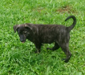 щенок - IMG_20170814_171622.jpg