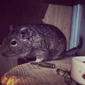 Отдам даром двух дегу. - IMG_4893.JPG