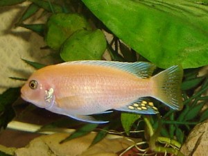 Малавийцы даром  - u_c2977dc5bb4340f10413d21509ee1fc8_800.jpg