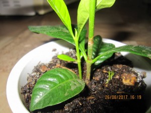 Хризантема,Гардения - 2017-08-26 13-19-32.JPG