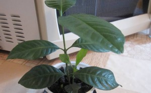 Хризантема,Гардения - 2017-08-26 13-21-16.JPG