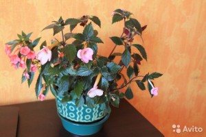 Обмен цветами - 3741094626.jpg