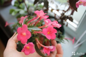 Обмен цветами - 3741101629.jpg