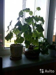 Обмен цветами - 3744251926.jpg