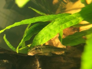 Отдам парочку сомиков гиринохейлус - IMG_9716.JPG