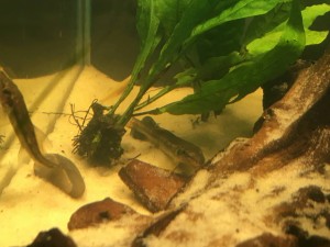 Отдам парочку сомиков гиринохейлус - IMG_9690.JPG