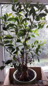 Отдам в самые добрые и надежные руки два фикуса - 2017-08-30 15.42.22.jpg