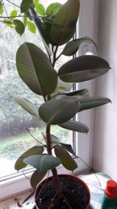 Отдам в самые добрые и надежные руки два фикуса - 2017-08-30 15.44.22.jpg