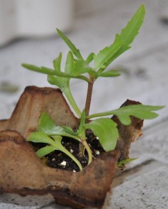 Каланхоэ рассечённый, укоренённый