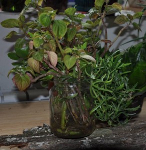 Калпнхоэ двух рассечённый и блосфельда, бальзамин - отростки с корешками